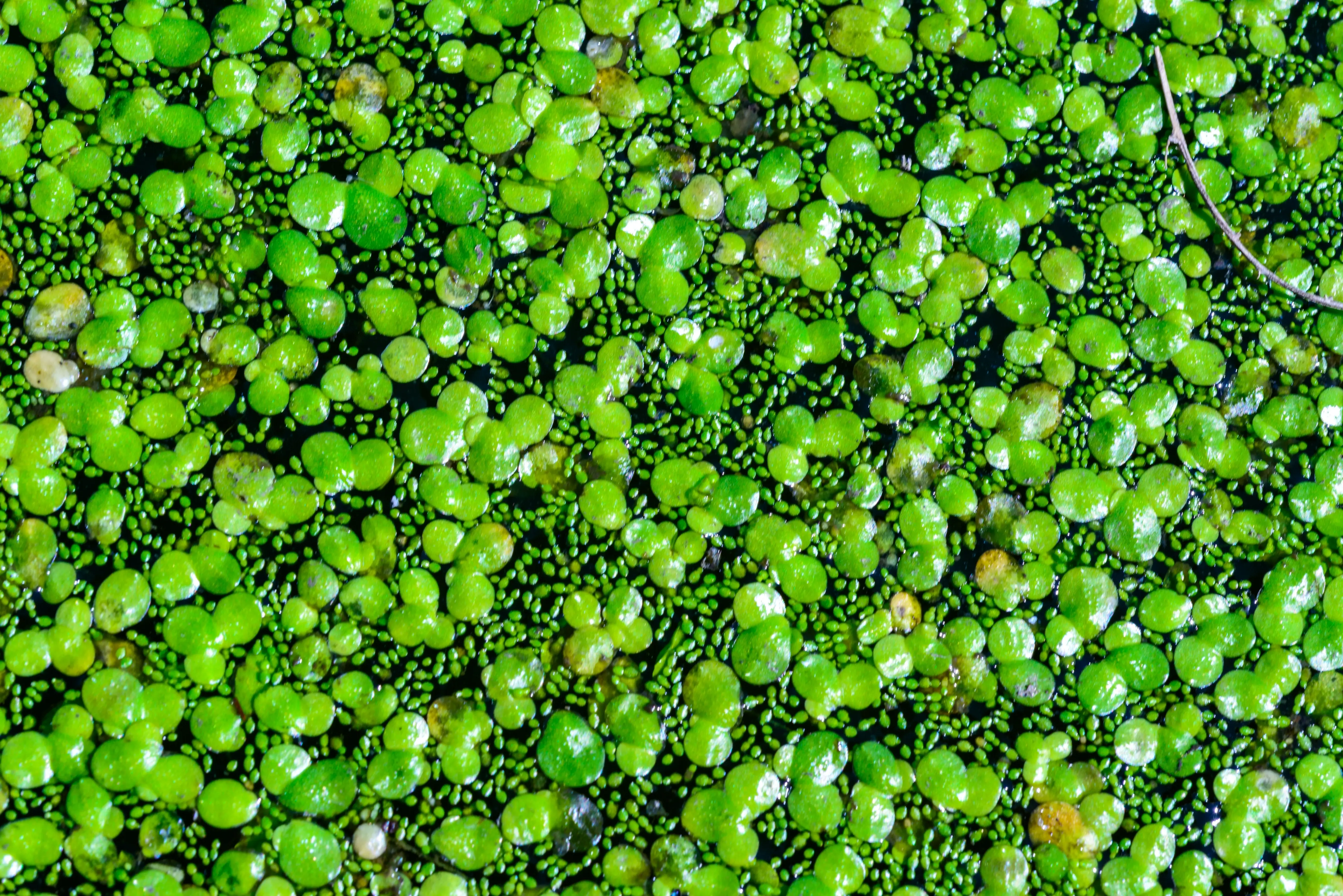 Water Lentils: A Sustainable Superfood for the Future